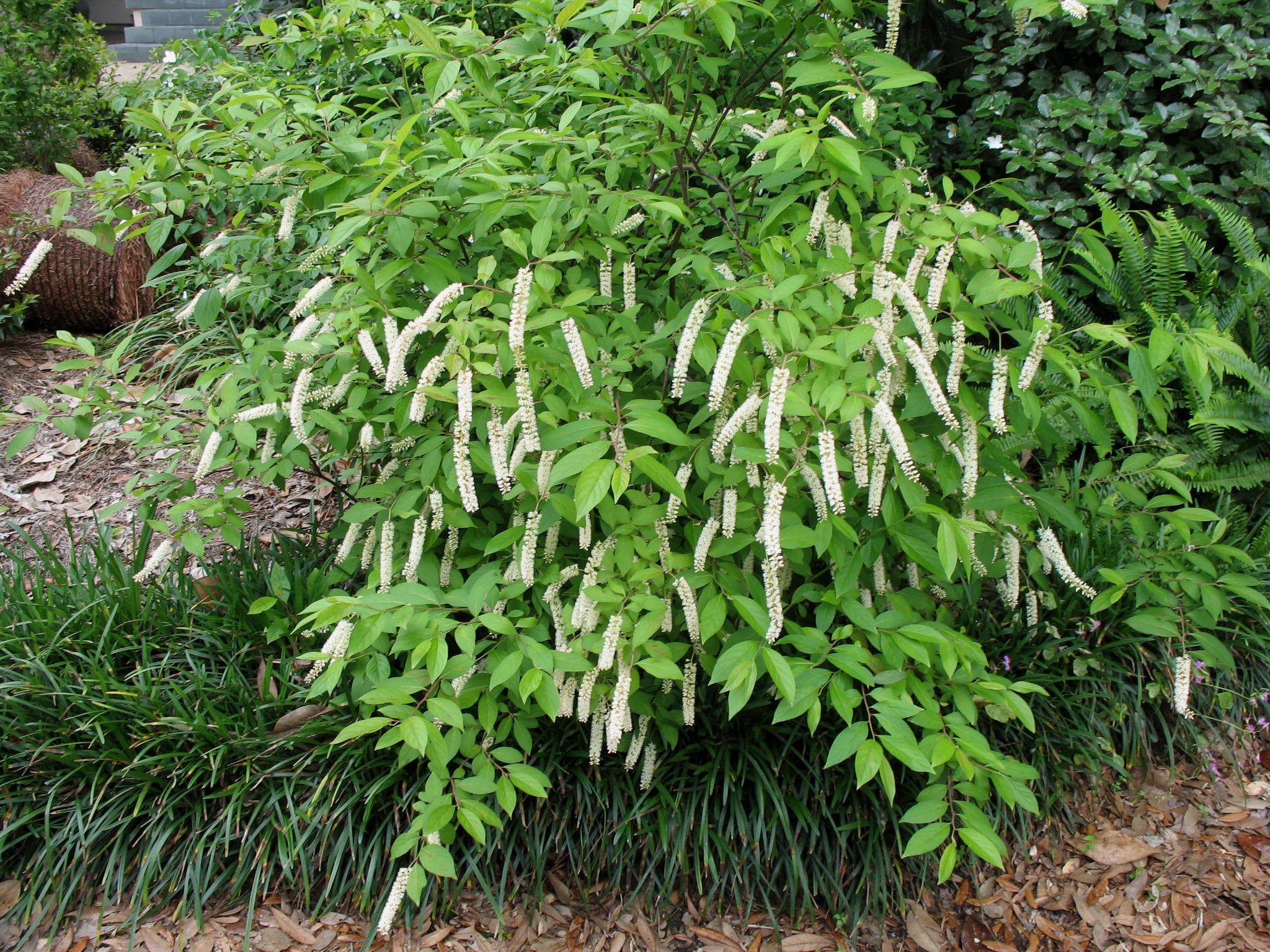 Itea virginica Henrys Garnet bloomingjpgjpg